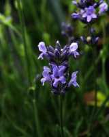 Lavendel 'Dwarf Blue' • Lavandula angustifolia 'Dwarf Blue'