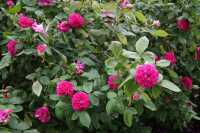 Garten Rose de Resht • Rosa Rose de Resht