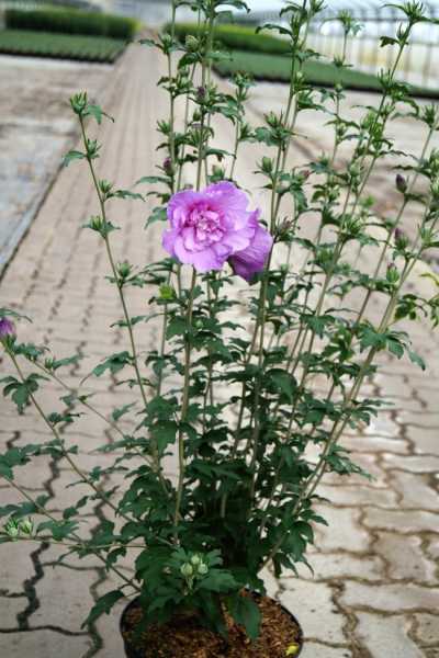 Rosen-Eibisch Lavender Chiffon® • Hibiscus syriacus Lavender Chiffon
