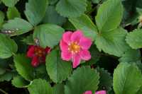 Zier-Erdbeere • Fragaria x ananassa, rosa