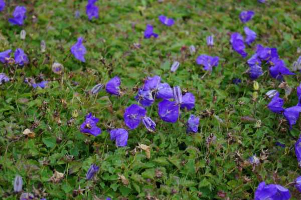 Niedrige Garten Glockenblume • Campanula carpatica Blaue Clips