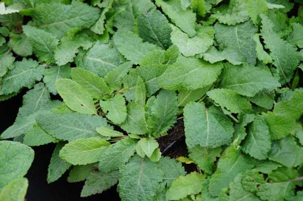 Wiesen-Salbei • Salvia pratensis
