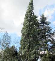 Säulenkiefer • Pinus sylvestris Fastigiata