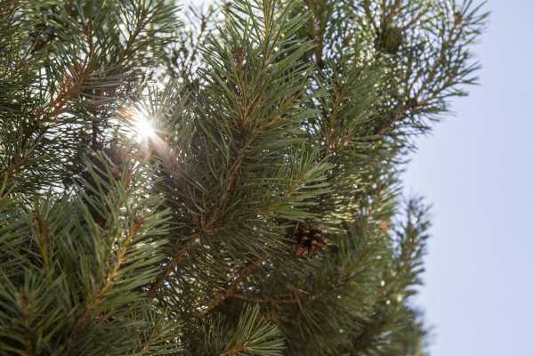 Norwegische Waldkiefer 'Norske Typ' • Pinus sylvestris 'Norske Typ'