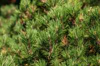 Berg-Kiefer 'Laurin' • Pinus mugo 'Laurin'