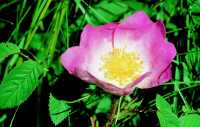 Historische Apotheker-Rose • Rosa gallica 'Officinalis'