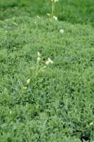 Leimkraut 'Weißkelchen' • Silene uniflora 'Weißkehlchen'