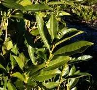 Kirschlorbeer Reynvaanii • Prunus laurocerasus Reynvaanii