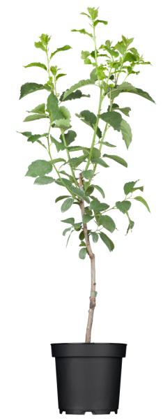 Pfirsich 'Saturne' • Prunus persica 'Saturne'
