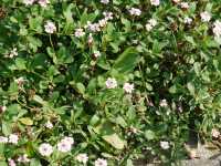 Teppichverbene • Phyla nodiflora