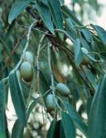 Schmalblättrige Ölweide • Elaeagnus angustifolia