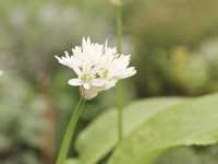 Bärlauch • Allium ursinum