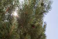 Norwegische Waldkiefer • Pinus sylvestris Norske Typ