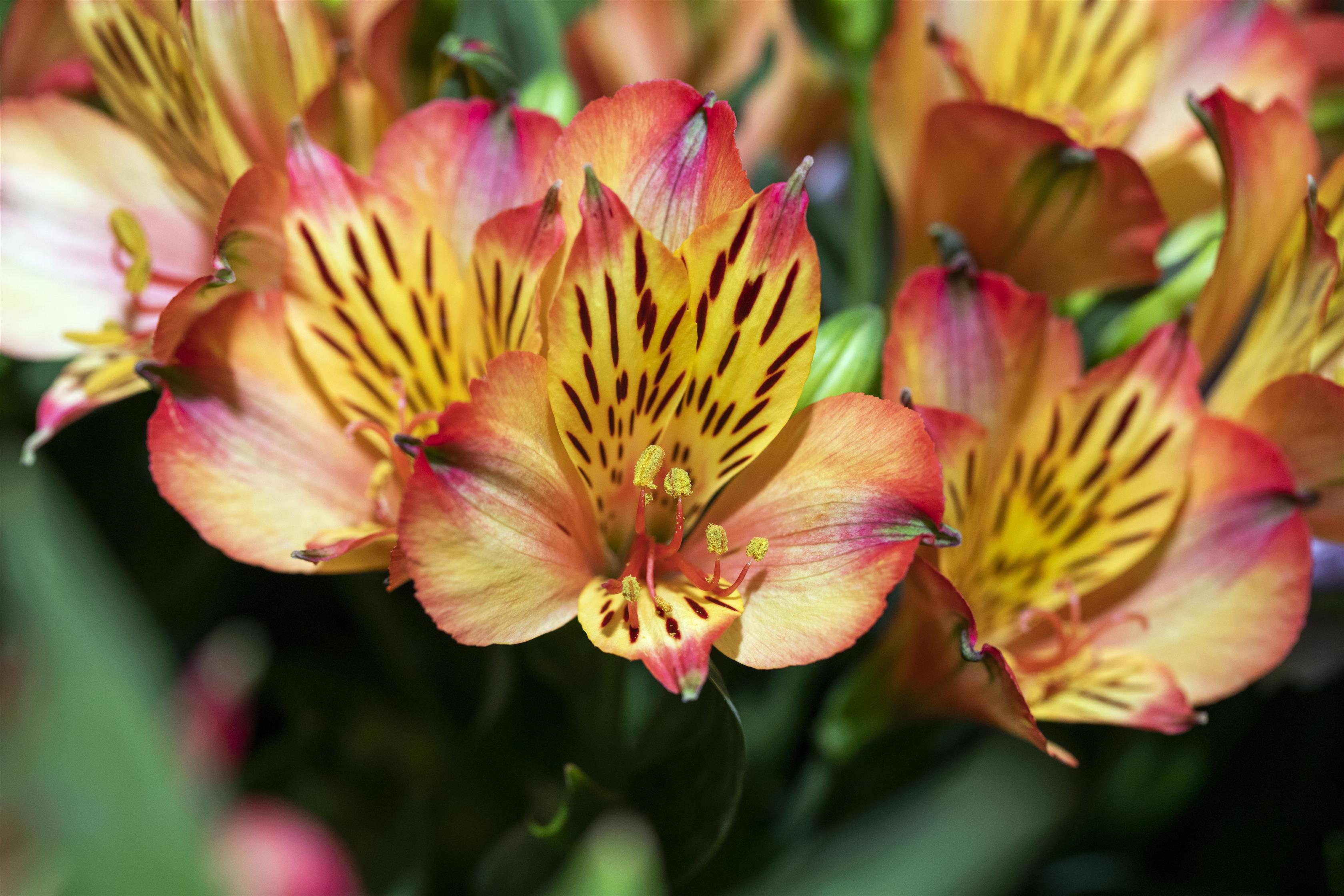 Inkalilie 'Indian Summer' kaufen Floranza floranza.de » Ihr online