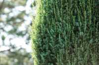 Schwedischer Säulenwacholder • Juniperus communis Suecica