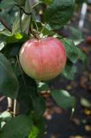 Apfelbaum Jamba • Malus Jamba