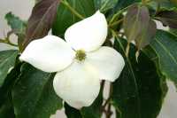 Japanischer Blumenhartriegel 'Teutonia' • Cornus kousa 'Teutonia'