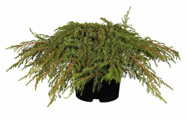 Kriech-Wacholder 'Green Carpet' • Juniperus communis 'Green Carpet'
