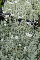 Kompaktes Garten-Hornkraut Silberteppich • Cerastium tomentosum Silberteppich
