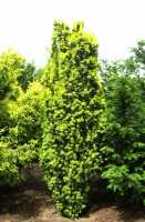 Säulen-Eibe • Taxus baccata Fastigiata