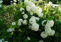 Rispenhortensie Limelight • Hydrangea paniculata Limelight