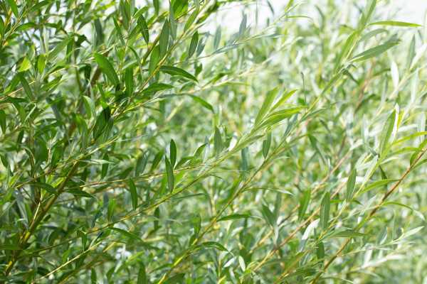Pommern-Weide • Salix daphnoides 'pomeranica'