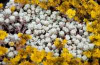 Fettblatt 'Cape Blanco' • Sedum spathulifolium 'Cape Blanco'