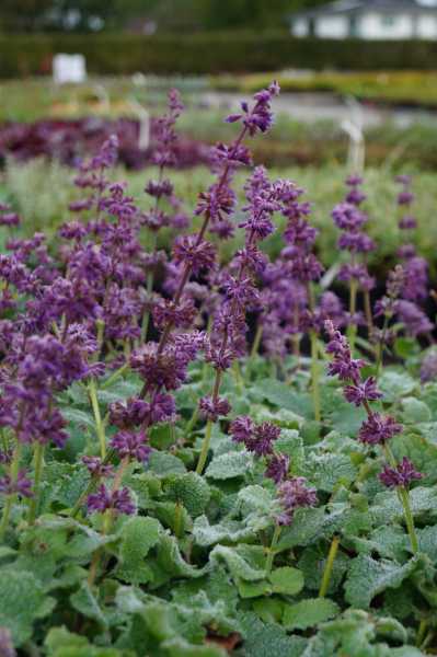 Quirlblättriger Salbei 'Purple Rain' • Salvia verticillata 'Purple Rain'