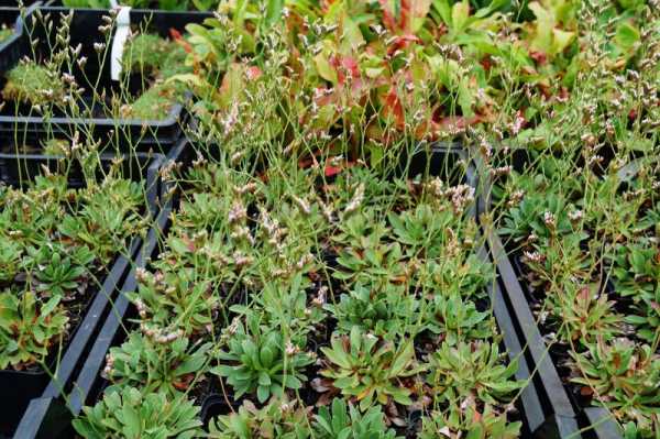Breitblättriger Steppenschleier • Limonium latifolium