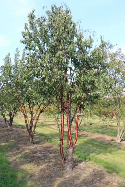 Mahgoni-Kirsche • Prunus serrula