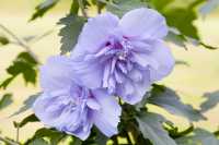 Roseneibisch 'Blue Chiffon' • Hibiscus syriacus 'Blue Chiffon'