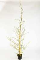 Trauerweide 'Tristis' • Salix alba 'Tristis'