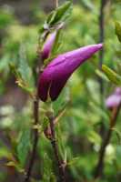 Purpurmagnolie 'Nigra' • Magnolia liliiflora 'Nigra'