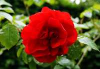 Rose Amadeus ® • Rosa Amadeus ®