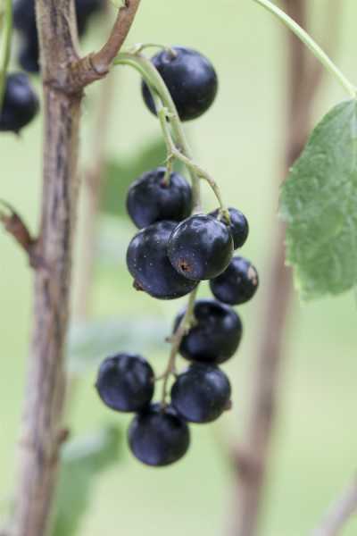 Schwarze Johannisbeere • Ribes nigrum