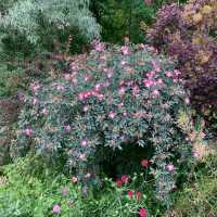 Blaue Hechtrose • Rosa glauca - Wildrose