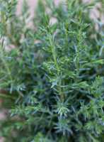 Wacholder Sentinel • Juniperus communis Sentinel