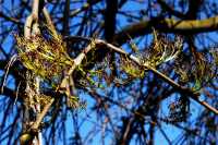 Gemeine Esche • Fraxinus excelsior