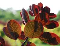 Roter Perückenstrauch 'Royal Purple' • Cotinus coggygria 'Royal Purple'