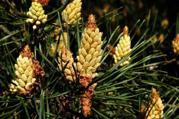 Heimische Waldkiefer • Pinus sylvestris