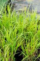 Palmwedel-Segge • Carex muskingumensis