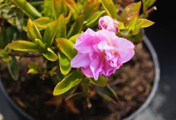 Rhododendron 'Elsie Lee' • Rhododendron obtusum 'Elsie Lee'