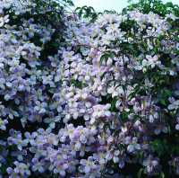 Waldrebe 'Little Nell' • Clematis viticella 'Little Nell'