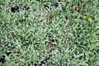 Katzenpfötchen 'Rubra' • Antennaria dioica 'Rubra'