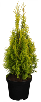 Lebensbaum Golden Smaragd • Thuja occidentalis Golden Smaragd