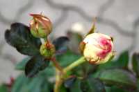 Strauchrose Eden Rose 85 • Rosa Eden Rose 85