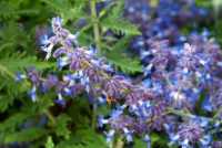Blauraute 'Lacey Blue'® • Perovskia atriplicifolia 'Lacey Blue'®