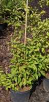 Sternchenstrauch 'Strawberry Fields' • Deutzia hybrida 'Strawberry Fields'