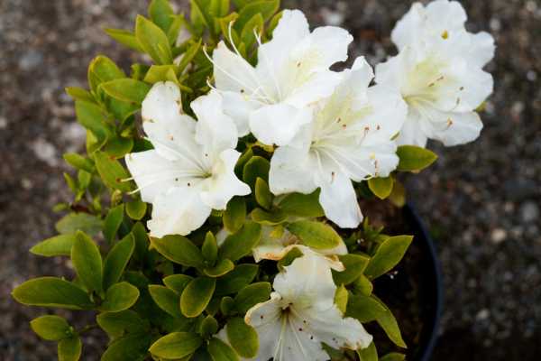 Japanische Azalee 'Schneesturm' • Rhododendron obtusum 'Schneesturm'