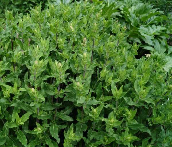 Blüten-Salbei 'Amethyst' • Salvia nemorosa 'Amethyst'